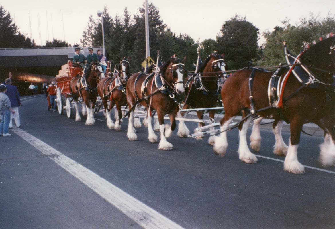 Budweiser Clydesdales head down Washington Street during the 1989 parade.