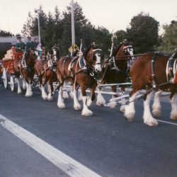 Budweiser Clydesdales head down Washington Street during the 1989 parade.